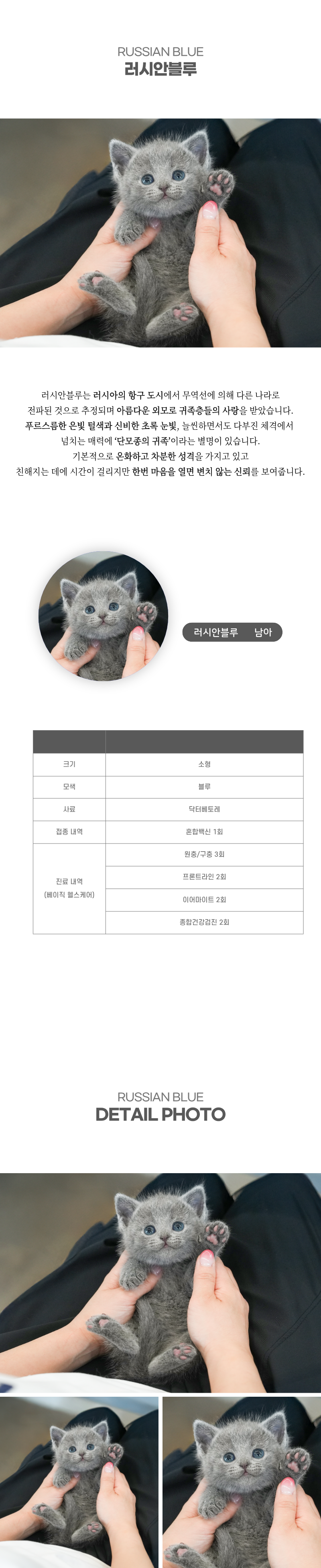 러시안블루_상세이미지_2